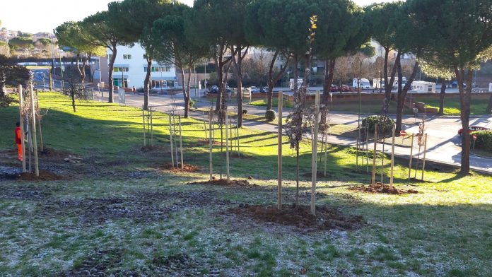 Siena: Piantati in Via delle Province gli alberi per i bambini nati a Siena nel&nbsp;2018