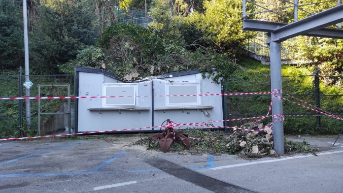Siena, Cade albero nel settore ospite del Franchi: Nessun&nbsp;danno