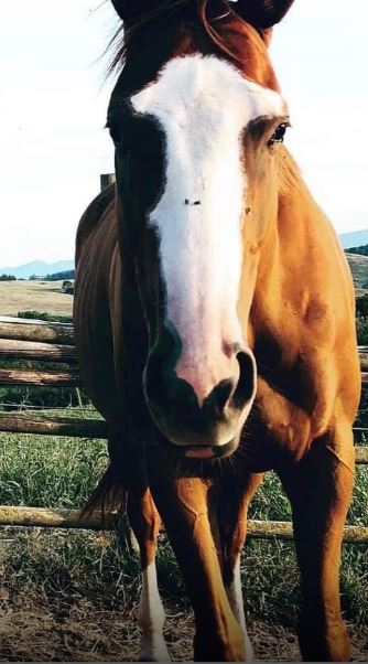 Ippica, Corsa del cuore a San Rossore: Tobacco Flower torna alla&nbsp;vita