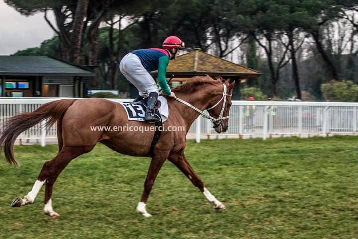 Palii, Corse e Ippica: Il cavallo Unico de Aighenta si ritira dall’attività, farà lo&nbsp;stallone