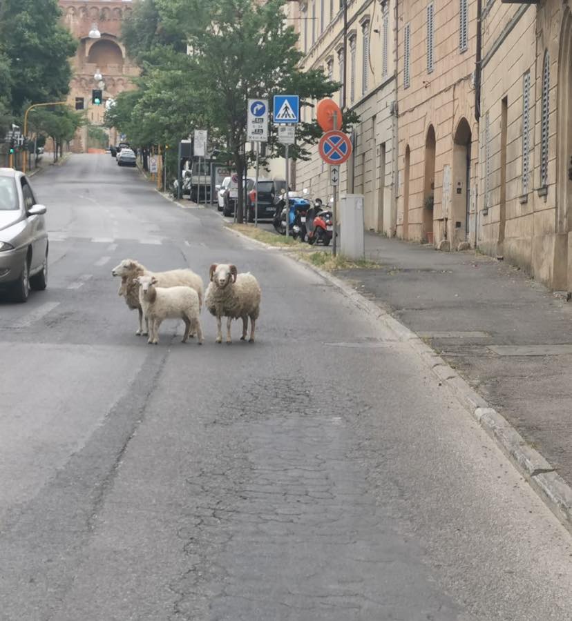 Siena: Oggi 05/06 due pecore e un montone a spasso per Via Enea Silvio&nbsp;Piccolomini