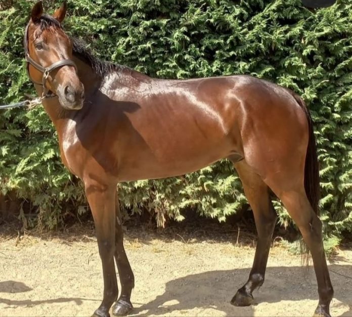 Palio di Siena, Vitzichesu torna a casa: “Ti vogliamo&nbsp;bene”