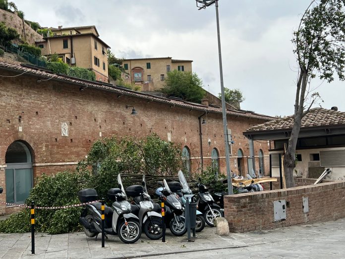 Siena: Albero cade in Fontebranda per il maltempo ma nessuno se ne&nbsp;cura
