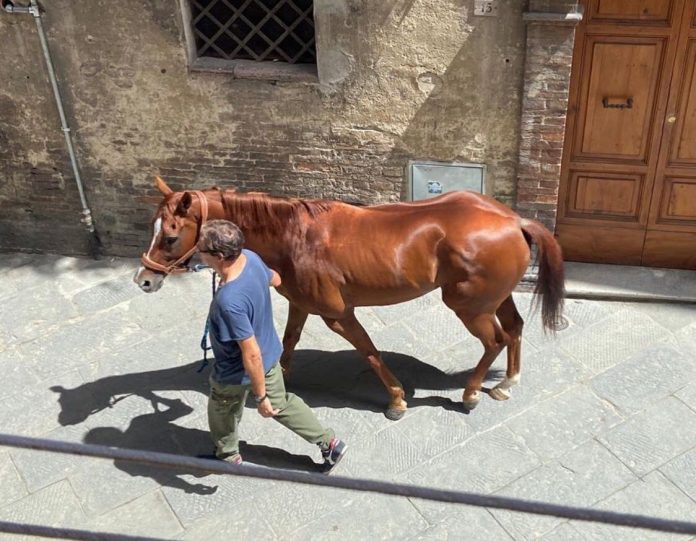 Palio di Siena, Onda, Scelfo: “Tabacco è rimasto nella nostra stalla fino al 20&nbsp;mattina”