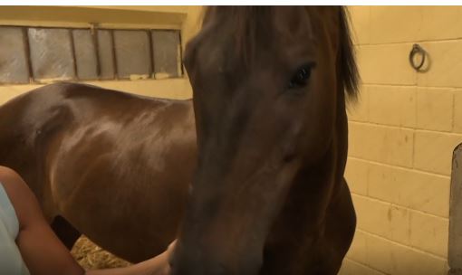 Palio di Siena: Zentile, carattere docile e affettuoso, ha conquistato tutti i veterinari. Le cure procedono e presto verrà&nbsp;dimesso