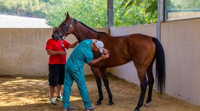 Palio di Asti: I cavalli  ammessi alle&nbsp;previsite