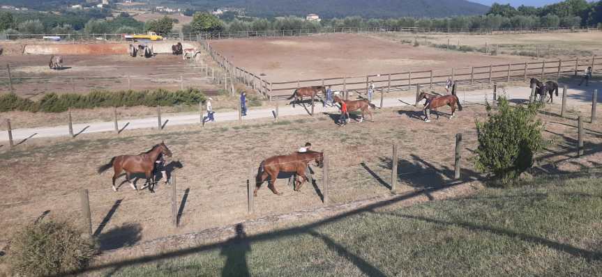 Palio di Siena: Visite ammissione Albo cavalli 2024, tutti gli orari