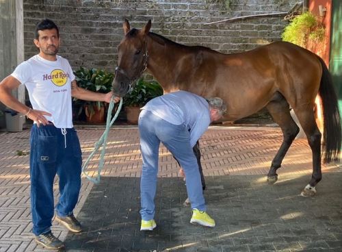 Palio di Siena: Schietta e Tale e Quale chiudono le&nbsp;previsite