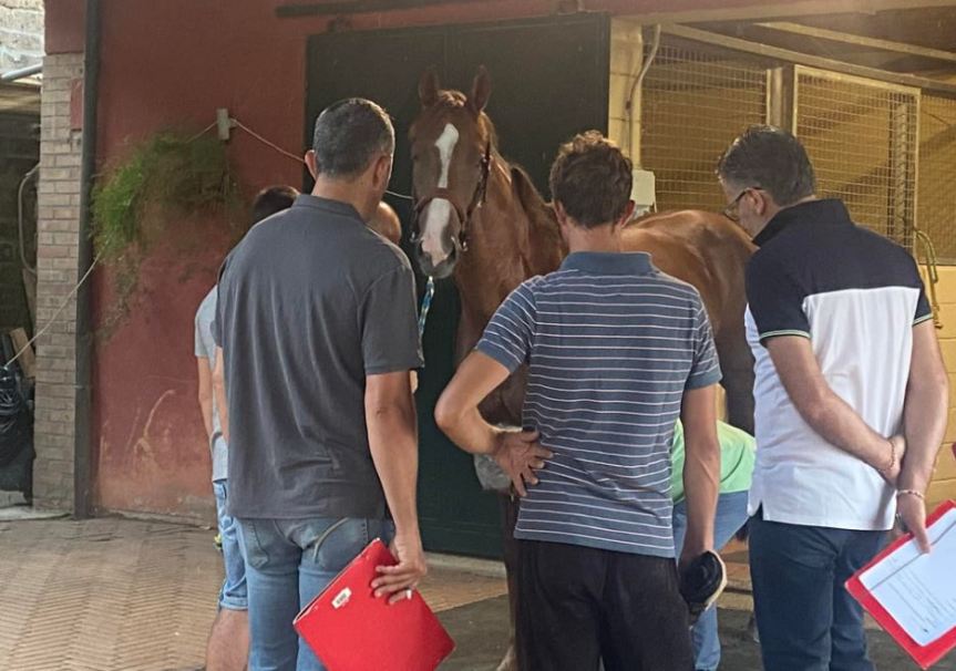Palio di Siena, Palio 2 luglio 2023 : Il programma delle previsite dei&nbsp;cavalli