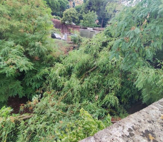 Siena: Maltempo, cadono alberi fuori da Porta&nbsp;Ovile