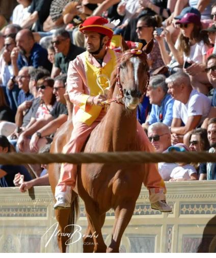Palio di Siena: Il cavallo Solu Tue Due va in&nbsp;pensione