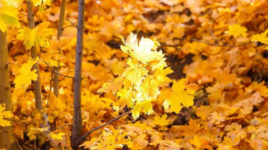 Siena, Equinozio d’autunno: il 22 settembre tra miti antichi e tradizione&nbsp;cristiana
