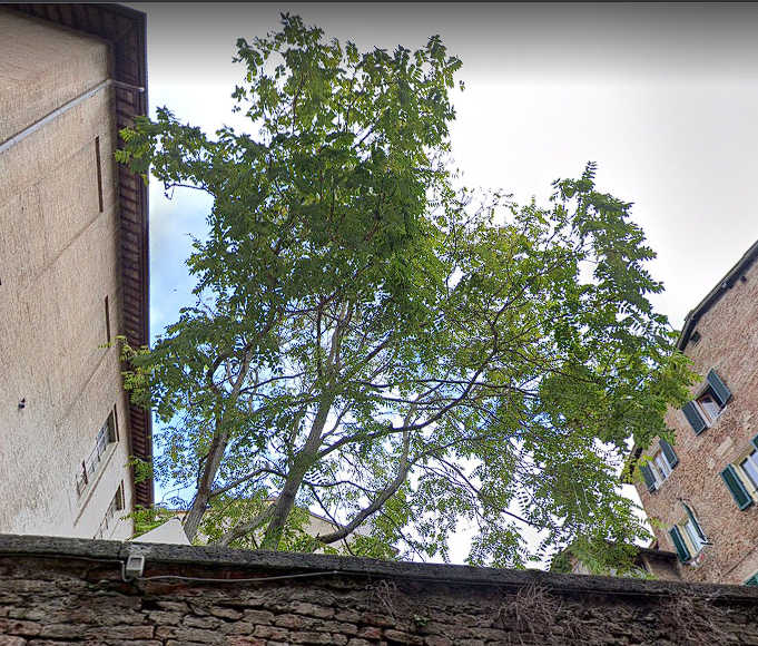 Siena: “Mai pensato di abbattere l’albero in via dei&nbsp;Pittori”