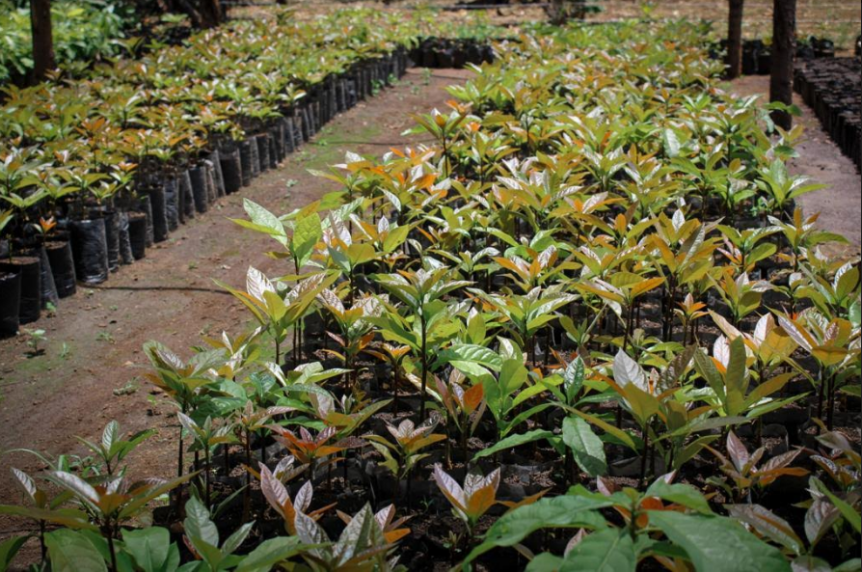 Siena, Assessore Colella: “Anche la cultura può essere&nbsp;sostenibile”