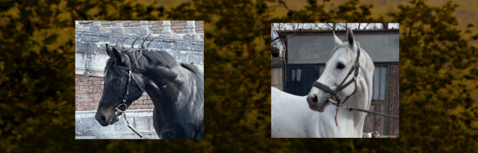 Palio di Siena: Presentazione stalloni per la stagione&nbsp;2023