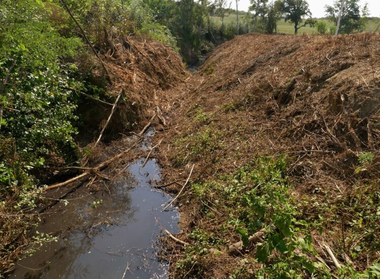 Siena: Quale futuro per i fiumi se alle piante aliene spianiamo la&nbsp;strada?