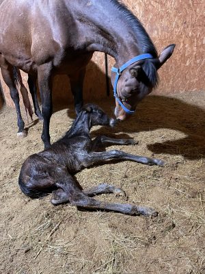 Palio di Siena: Siena: Preziosa Penelope è diventata&nbsp;mamma!