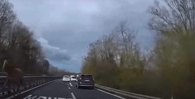 Provincia di Siena: Cavallo ‘contromano’ sulla Siena – Firenze, traffico in&nbsp;tilt