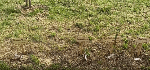 Provincia di Siena: Poggibonsi, i ragazzi della scuola Calamandrei piantano 33 arbusti in via della&nbsp;Ferrovia