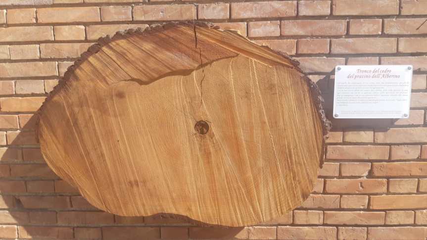 Siena: Ravacciano ricorda “l’alberone”, esposta una sezione del tronco alle scale della&nbsp;chiesa