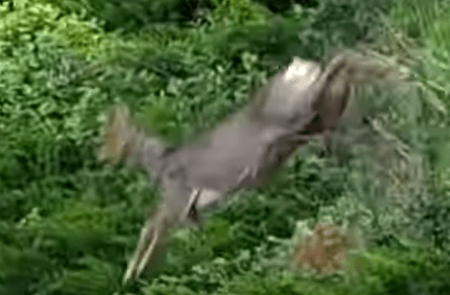 Siena: Oggi 06/05 capriolo si aggira per l’Oliveta della Contrada della&nbsp;Chiocciola