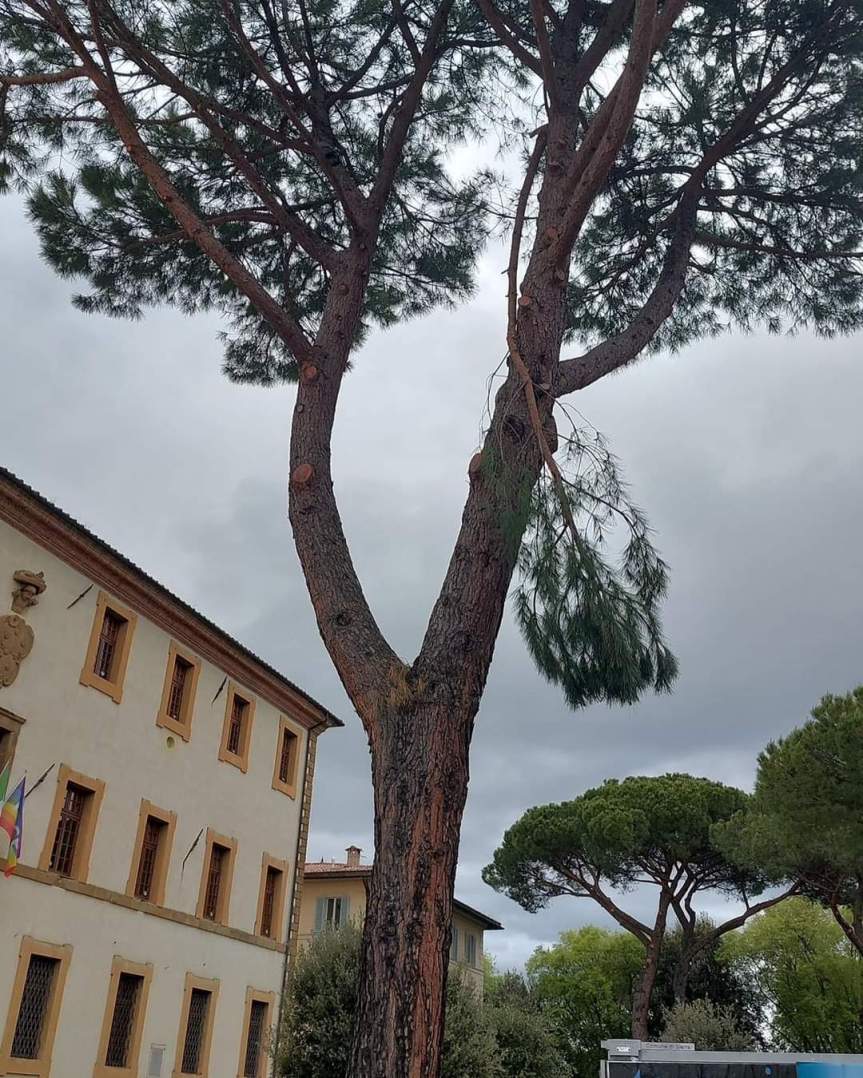 Siena: Oggi 03/05 ramo pericolante di pino marittimo in Piazza&nbsp;d’Armi