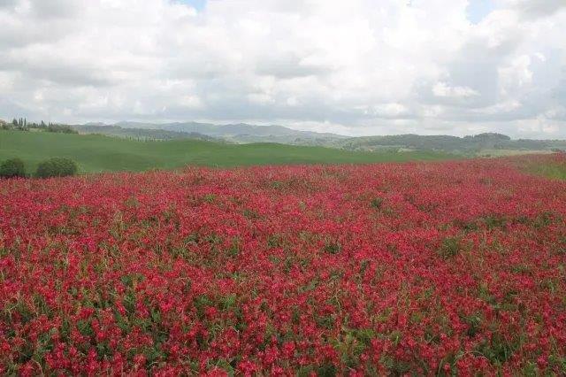 Provincia di Siena: La sulla romantica delle Balze di&nbsp;Caspreno