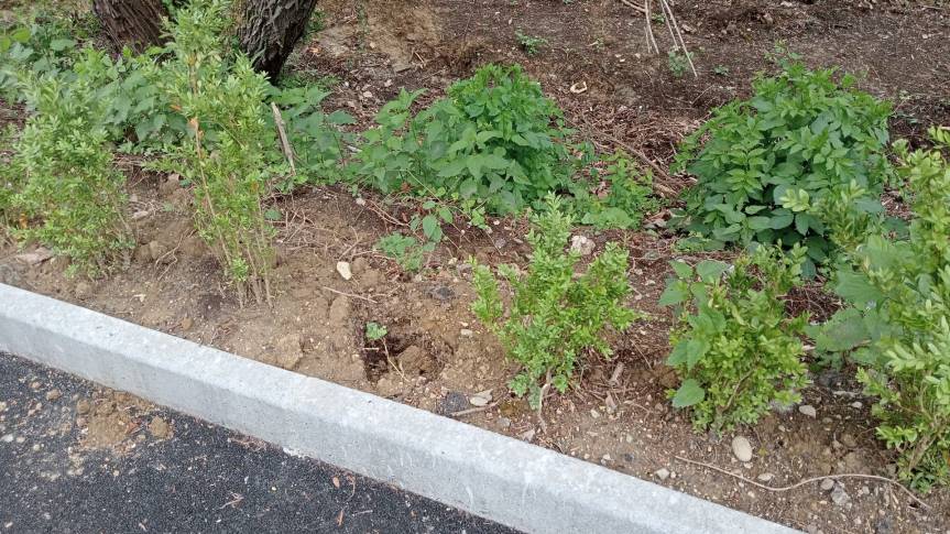 Siena: Furto di piante in viale Bracci, il Comune presenta&nbsp;denuncia