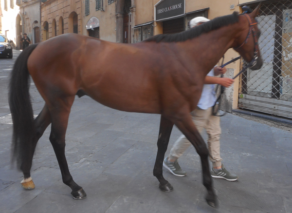 Palio di Siena, Lucia Toto: “Tale e Quale al Palio? La Piazza è tutto e il contrario di&nbsp;tutto”