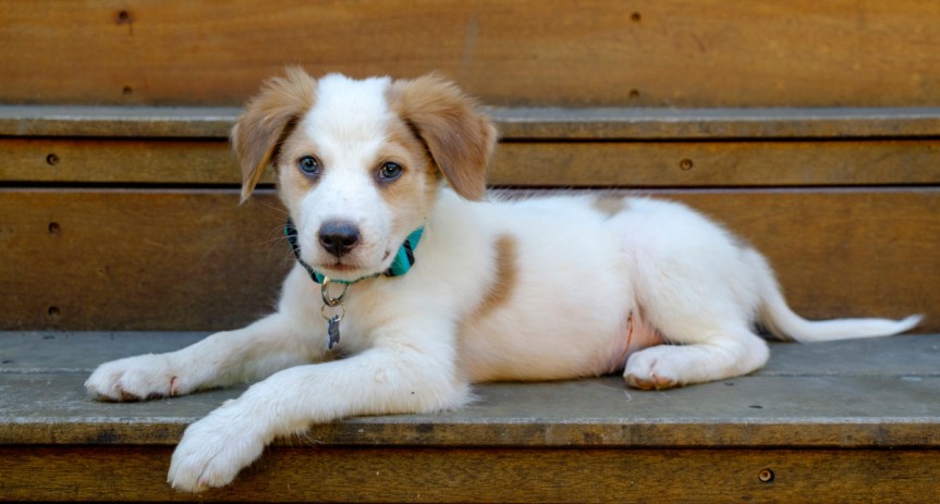 Siena: Si cercano famiglie affidatarie per futuri cani guida e segugi da allerta medica
