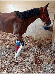 Palio di Siena: Perfettamente riusciti gli interventi eseguiti su Abbasantesa e Antine&nbsp;Day