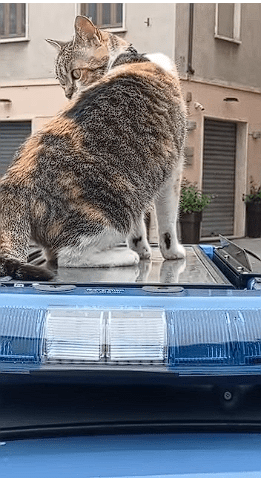 Provincia di Siena, Romina sul tetto di una volante: la polizia celebra la festa del gatto a&nbsp;Poggibonsi