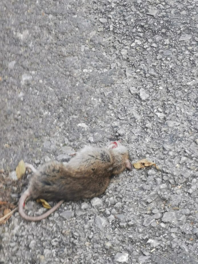 Siena: Topi morti tra i rifiuti, è l’effetto della derattizzazione in&nbsp;corso