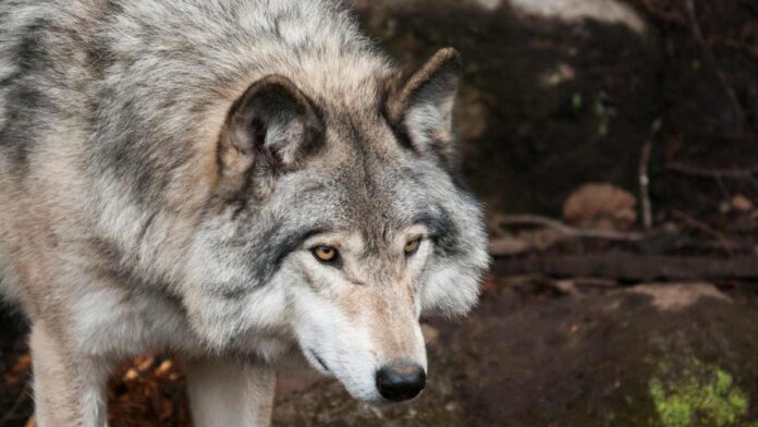 Provincia di Siena: Radicofani, i lupi attaccano due greggi in pieno giorno