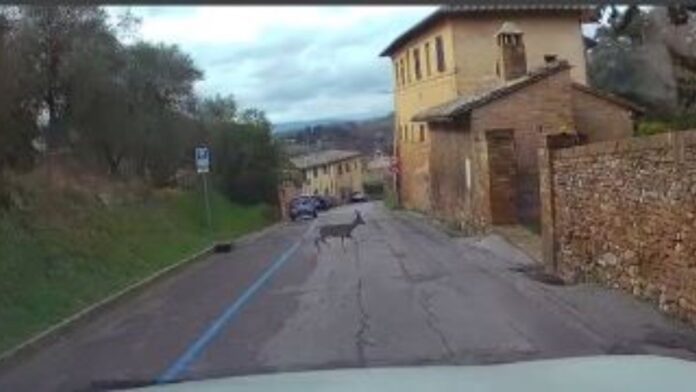 Siena: Salto in alto mancato per un capriolo al&nbsp;Giuggiolo
