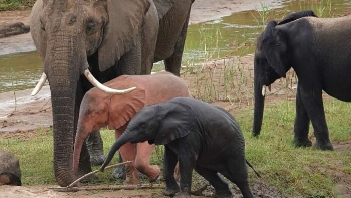 Siena: Avvistato in Sudafrica rarissimo elefantino&nbsp;albino