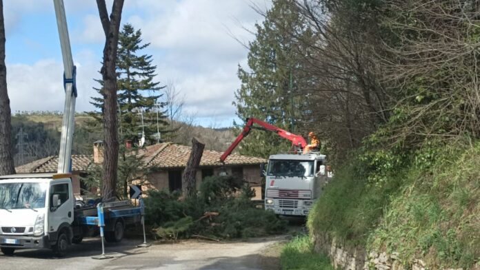 Siena: Iniziati i lavori per il taglio degli alberi in Strada Massetana