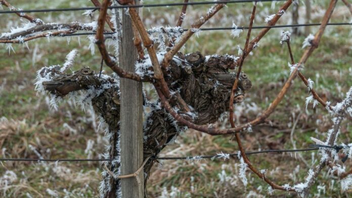 Siena: L’allarme Coldiretti per le gelate tardive dopo la&nbsp;fioritura