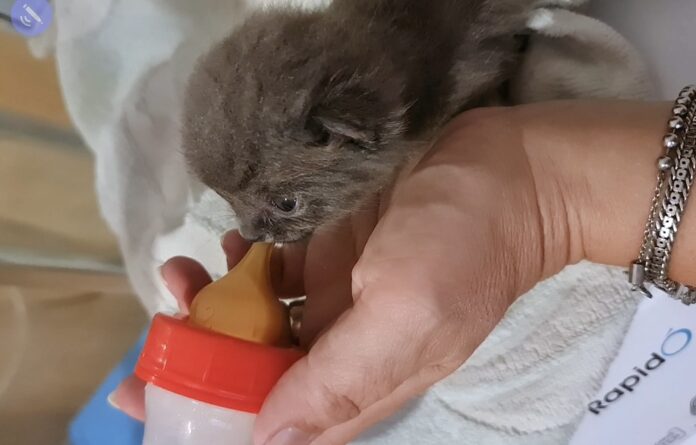 Provincia di Siena, Balie per gatti: via alle lezioni per aiutare i nostri amici&nbsp;felini