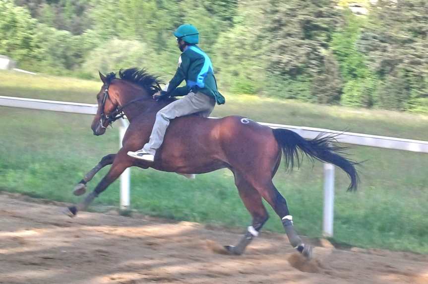 Palio di Siena, Protocolo equino: il punto sui cavalli a metà del&nbsp;percorso