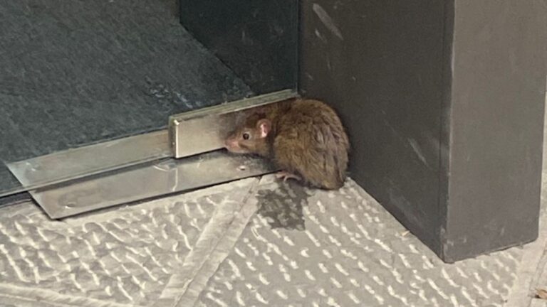 Siena: Topo impaurito in via delle Terme, in pieno&nbsp;centro