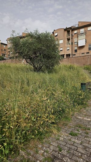Siena: erba alta, il parco ai Cappuccini sembra una&nbsp;giungla