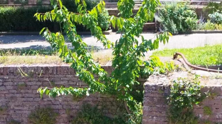 Siena: Sulle mura della Fortezza stanno maturando le&nbsp;ciliegie