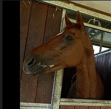 Palio di Siena, Tamurè: “Io cercherò il riscatto. Ares Elce punterà alla&nbsp;conferma”