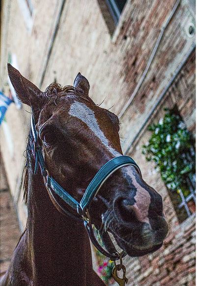 Palio di Siena, Palio 16 agosto, Brigante: “Tabacco, un cavallo che potrei tornare a montare anche ad&nbsp;agosto”