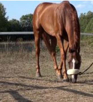 Palio di Siena, Veranu: cavallo dalle mille soddisfazioni, il barbero di Sandro Chiti va a riposo fino a metà&nbsp;gennaio