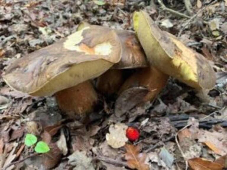 Siena: Funghi che passione, ma quanta&nbsp;attenzione