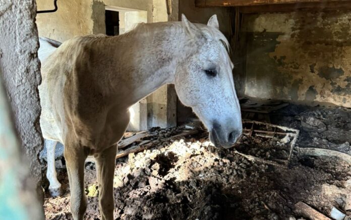 Provincia di Siena: Cavallo abbandonato, serve l’intervento della&nbsp;Forestale