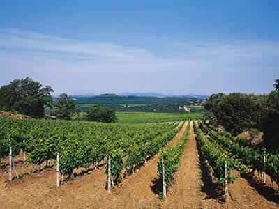 Provincia di Siena: Il boom enoturismo tra cantine, paesaggio e nuove&nbsp;proposte