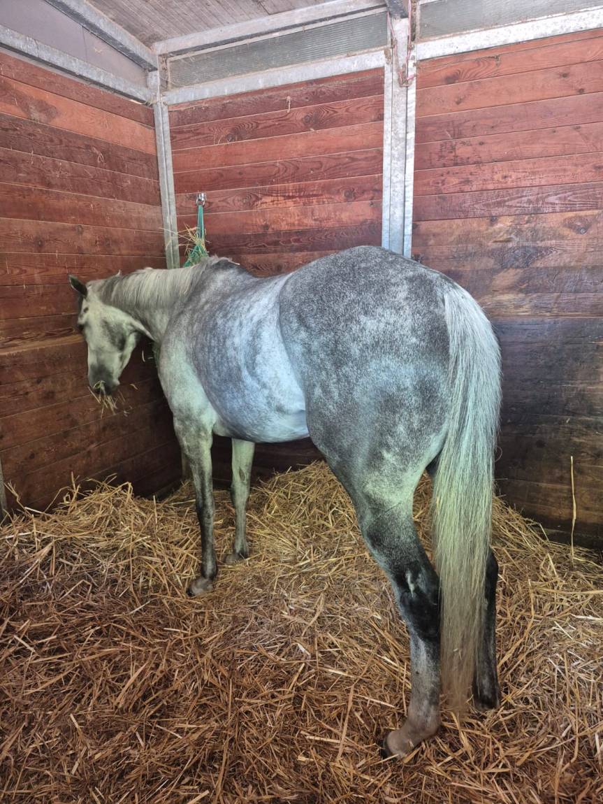 Corse a Vuoto Ronciglione, Rione Sant’Anna: Ingaggiato Anubi da&nbsp;Cloldia